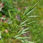 Bromus hordeaceus Flower