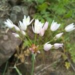 Allium trifoliatum Kvet