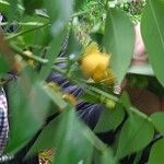 Senna septemtrionalis Λουλούδι
