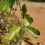 Combretum apiculatum Leaf