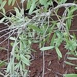 Melaleuca quinquenervia Leaf