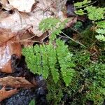 Dryopteris intermedia Hoja