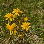 Senecio ampullaceus Flower