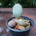 Tacinga inamoena Corteza