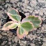 Kalanchoe laxiflora Ліст