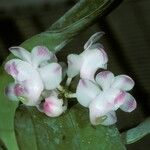 Aerides odorata Çiçek