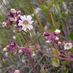 Mirabilis laevis Plante entière