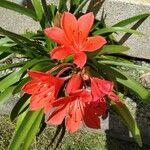 Cyrtanthus elatus Flower