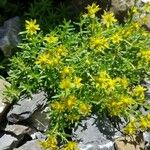 Saxifraga aizoidesFlower