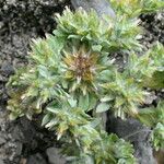 Filago pyramidata Maua