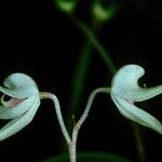 Dendrobium aemulum Flower