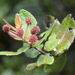 Pancheria calophylla Frucht