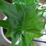 Thaumatophyllum xanadu Leaf