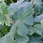 Geranium pyrenaicum Leaf