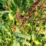 Echinochloa crus-galli Агульны выгляд