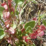 Rumex cyprius Hoja