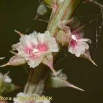 Salsola australis Fruchs