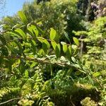 Melaleuca hypericifolia Лист