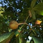 Aesculus pavia Fruit