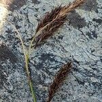 Carex frigida Fula