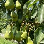 Pyrus communis Frukto