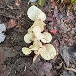 Pyrola elliptica Leaf