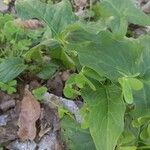 Prenanthes purpurea Leaf