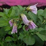 Solanum tuberosum Flor