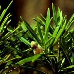 Podocarpus novae-caledoniae Fiore
