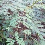 Caesalpinia decapetala Frunză