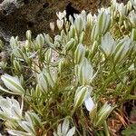 Ornithogalum gussonei Flower