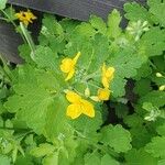 Chelidonium majus Flower