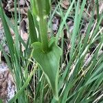 Cephalanthera damasonium برگ