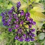 Heliotropium arborescens Cvet