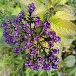 Heliotropium arborescens Flor