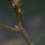 Acalypha arvensis Bark