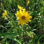 Helianthus grosseserratus Blüte