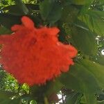 Brownea grandiceps Flower