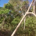 Trochomeriopsis diversifolia Corteza