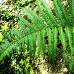 Dryopteris filix-mas Liść