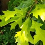 Quercus coccinea Leaf