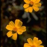 Coreopsis californica Flower