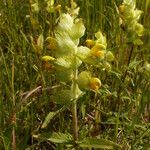 Rhinanthus alectorolophus Floro