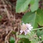 Scabiosa columbariaFlors