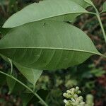 Trichilia prieuriana Feuille