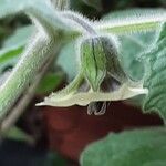 Physalis pubescens Flower