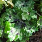 Ranunculus tuberosus पत्ता