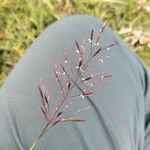 Chrysopogon aciculatus Flower