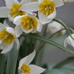 Tulipa biflora Blüte