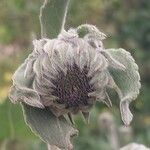 Helianthus mollis 果實